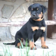 Rottweiler/ Rotvajler