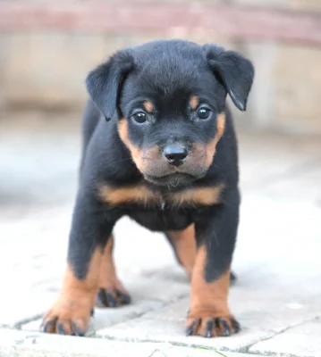 Rottweiler/ Rotvajler