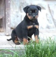 Rottweiler/ Rotvajler