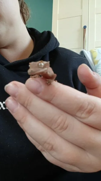Mladě pagekona řasnateho