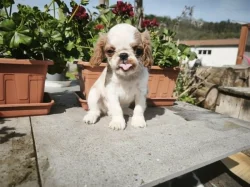 king charles spaniel s PP