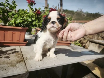 king charles spaniel s PP