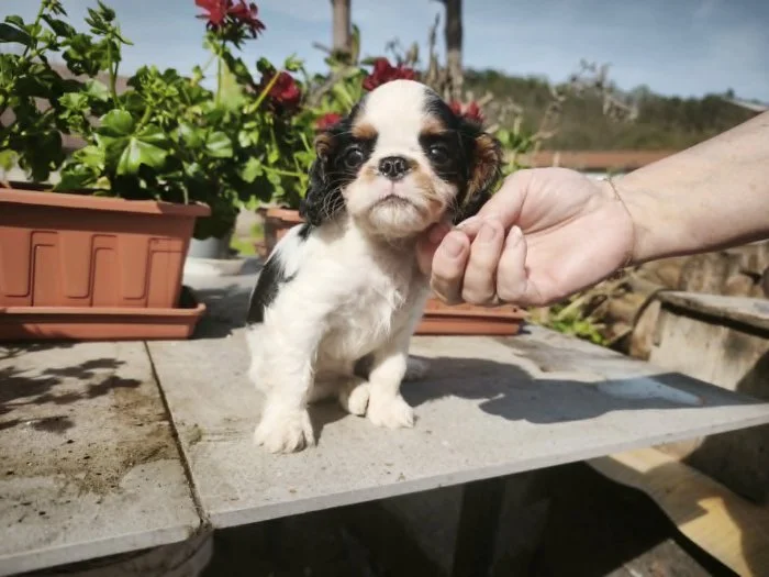 king charles spaniel s PP