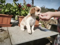 king charles spaniel s PP