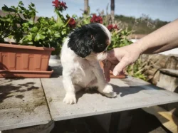 king charles spaniel s PP