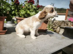 king charles spaniel s PP