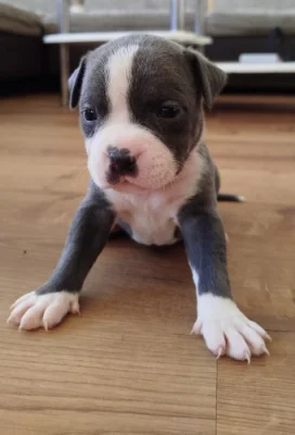 Štěňata Staff × American bully