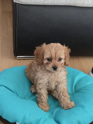 Cavapoo