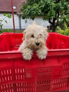 Maltipoo