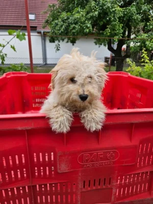 Maltipoo