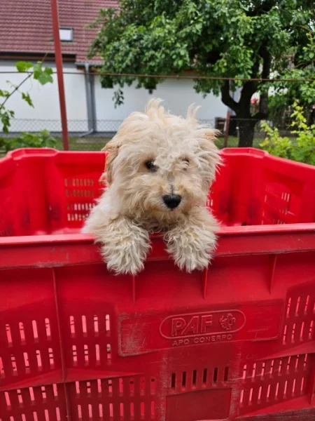 Maltipoo