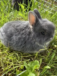 Zakrslý králík
