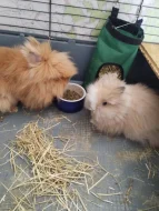 Prodám mláďata zakrslých Teddy králíčků