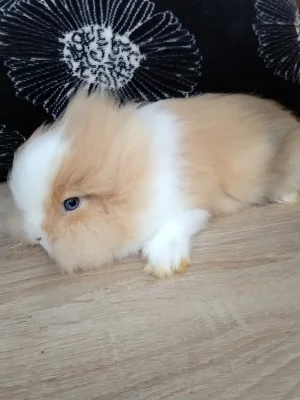 Prodám mláďata zakrslých Teddy králíčků