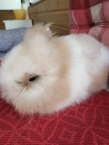 Prodám mláďata zakrslých Teddy králíčků