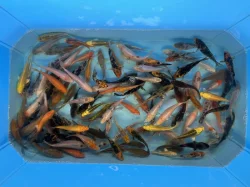 Koi kapři