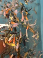 Koi kapři
