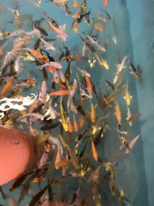 Koi kapři