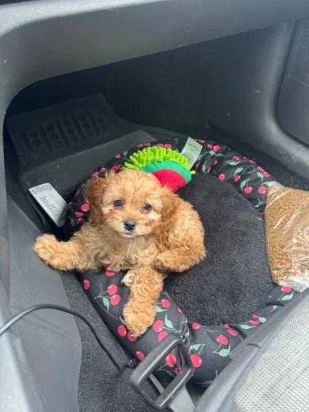 Cavapoo