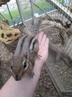 Čipmank východní (Tamias striatus)