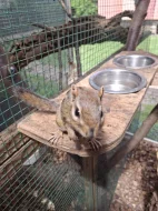 Čipmank východní (Tamias striatus)
