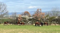 Nabídka ustájení Velký Chlumec okres Beroun