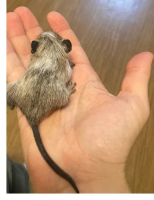 Prodám osmáky degu