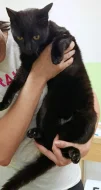 Kocourek Sally hledá nový domov