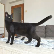 Kocourek Irmin hledá nový domov