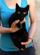 Kočička Amara hledá nový domov