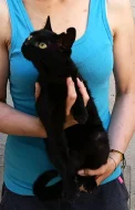 Kočička Amara hledá nový domov