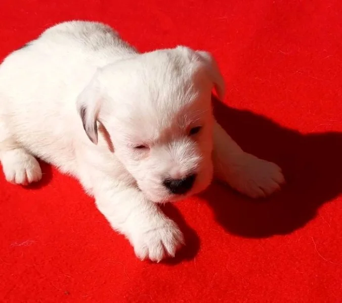 Jack Russell Terrier s PP.