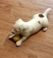Jack Russell Terrier s PP.