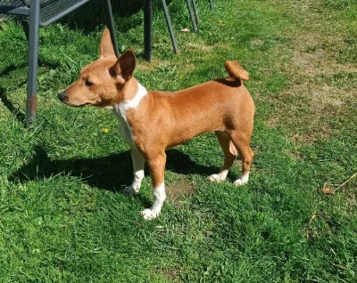 Basenji - prodám pejsky bez pp