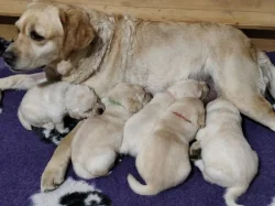 Labradorský retrívr s PP labrador retriever