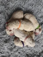 Labradorský retrívr s PP labrador retriever