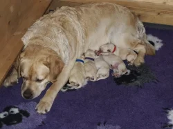 Labradorský retrívr s PP labrador retriever