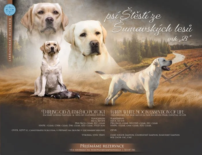 Labradorský retrívr s PP labrador retriever