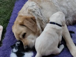 Labradorský retrívr s PP labrador retriever