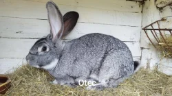 Belgický obr