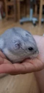 Křeček džungarský (šedá sapphire holka)