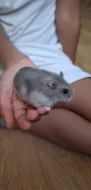 Křeček džungarský (šedá sapphire holka)