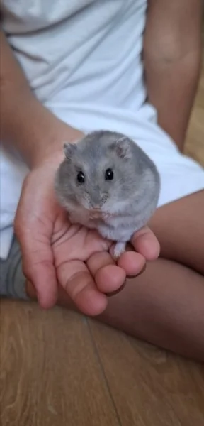 Křeček džungarský (šedá sapphire holka)