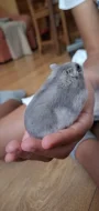 Křeček džungarský (šedá sapphire holka)