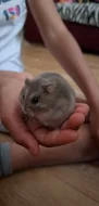 Křeček džungarský (šedá sapphire holka)