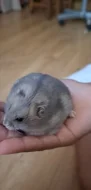 Křeček džungarský (šedá sapphire holka)