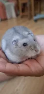 Křeček džungarský (šedý sapphire - kluk)