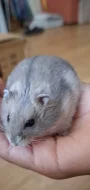 Křeček džungarský (šedý sapphire - kluk)