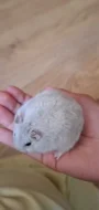 Křeček džungarský (perleťový - kluk)