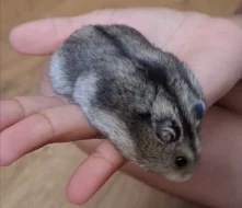 Křeček džungarský (agouti - kluk)